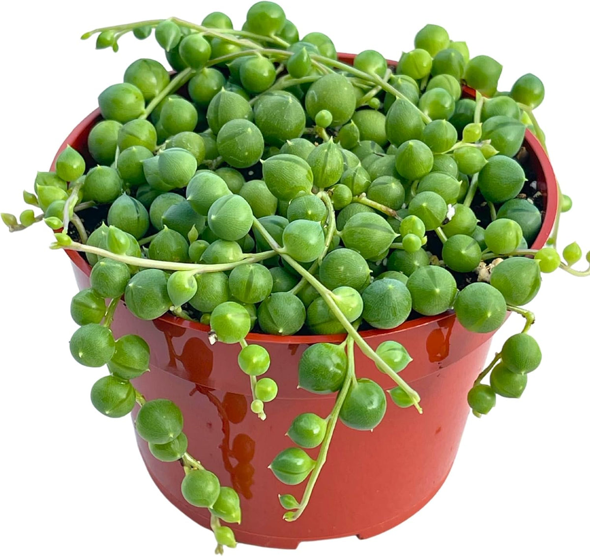 Live Succulent (4" String of Pearls), Succulents Plants Live, Succulent Plants Fully Rooted, Rare