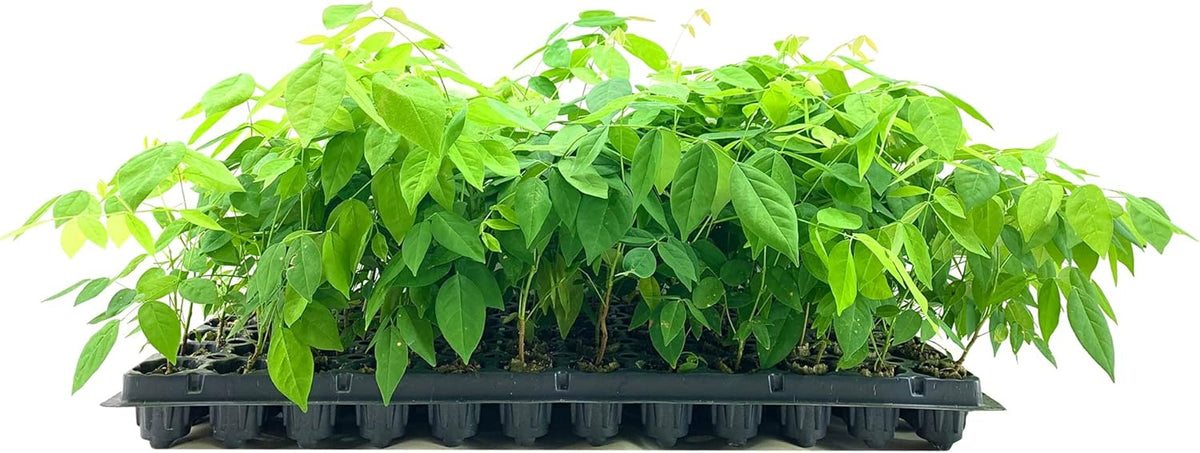 Amethyst Falls Wisteria Frutescens Vine | 20 Live Plants | Beautiful Drought Tolerant Fragrant