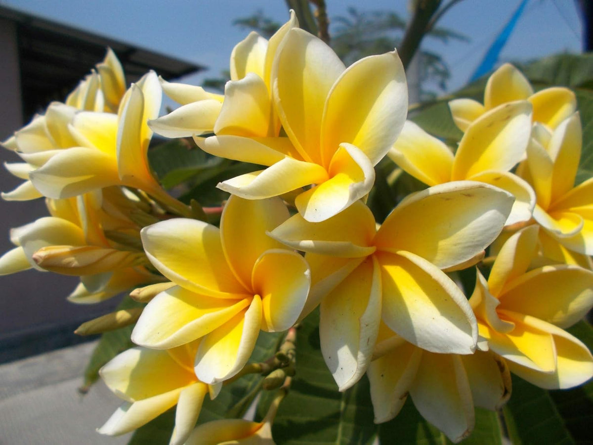 Hawaiian Frangipani Plumeria Plant Cuttings 10 Inches Long C1 Discount Hawaiian Gifts