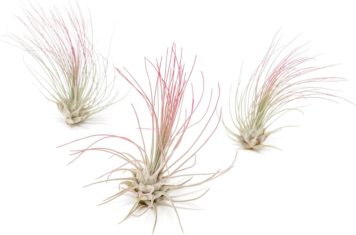 Fuchsia Colorful Tillandsia Air Plants - Long Lasting Color Enhanced Live Tillandsia Succulent