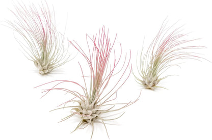 Fuchsia Colorful Tillandsia Air Plants - Long Lasting Color Enhanced Live Tillandsia Succulent