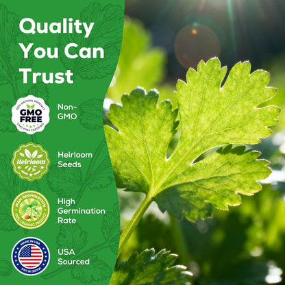 Cilantro Seeds 1 Pack