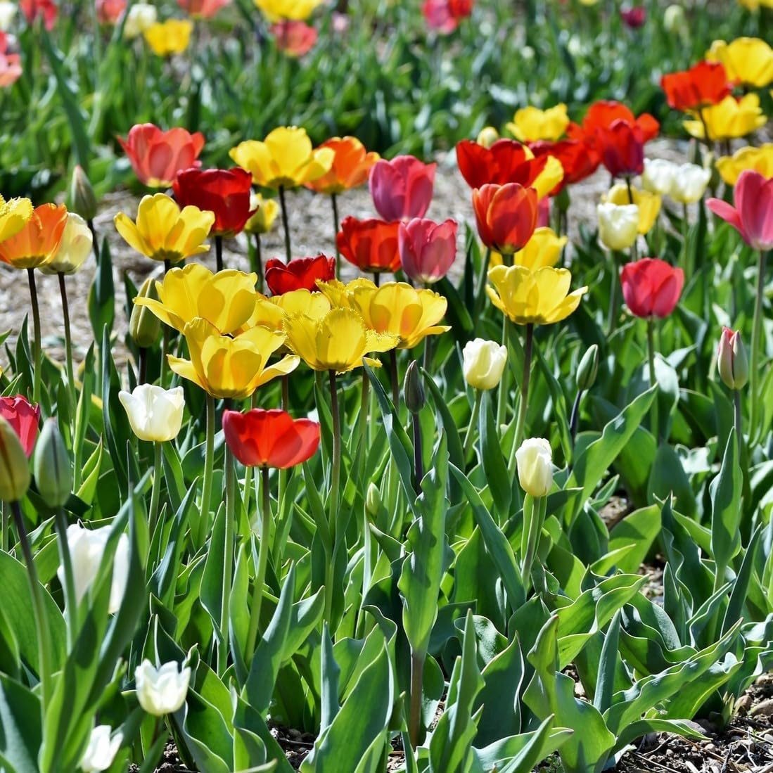 Peony-Style Double Bloom Tulips-10 Bulbs–Red, Pink, White, Yellow & Orange Premium Flowers | Late