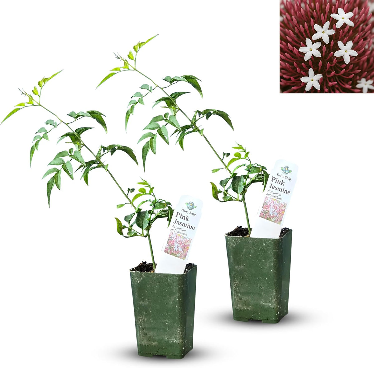 Pink Jasmine Vine - Jasminum Polyanthum - Fragrant & Blooming, Perfect for Indoor/Outdoor Decor (2