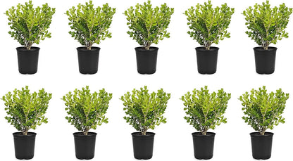 Japanese Boxwood | 10 Live 4 Inch Pots | Buxus Microphylla | Formal Evergreen Low Maintenance Hedge