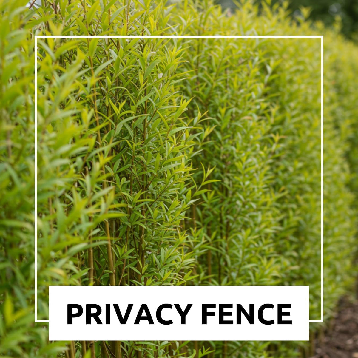 100 Hybrid Willow Trees - Fast Privacy Trees or Shade - Space 1-2 Feet Apart - Austree Willow Grow