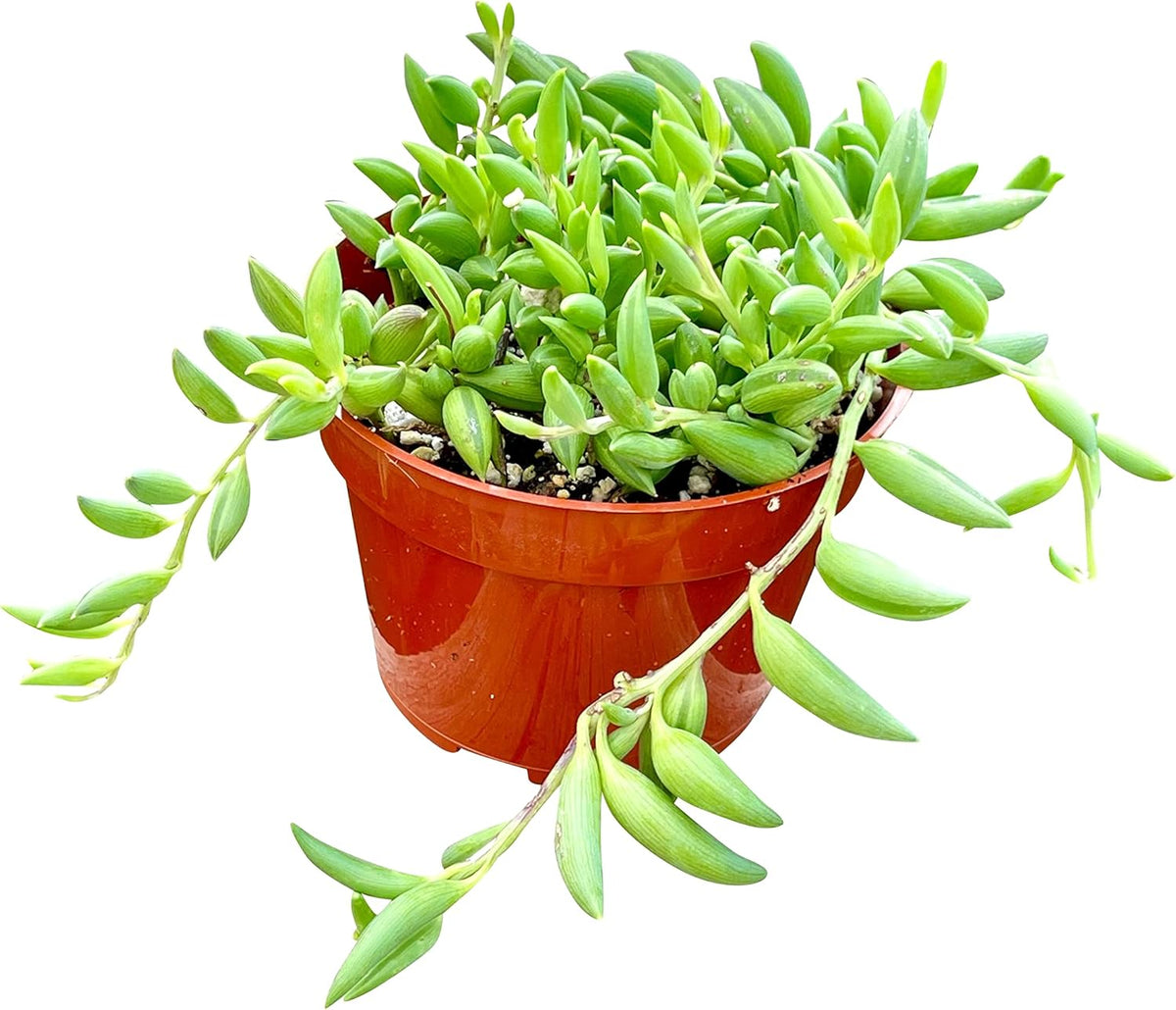 Live Succulent (4" String of Fish Hooks), Succulents Plants Live, Succulent Plants Fully Rooted