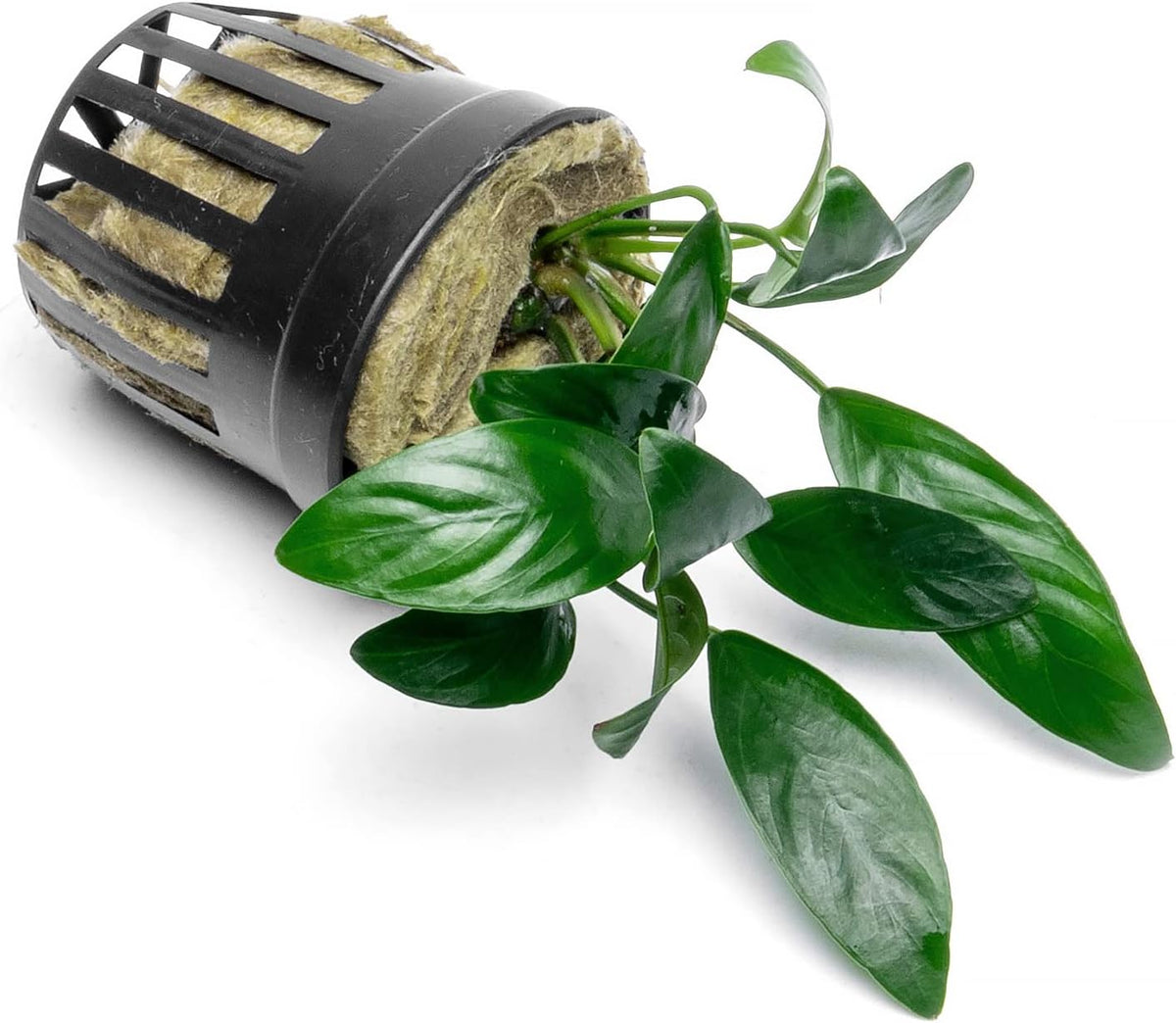 SubstrateSource Anubias Live Aquarium Plants - Potted Freshwater Plant for Fish Tanks, Terrariums