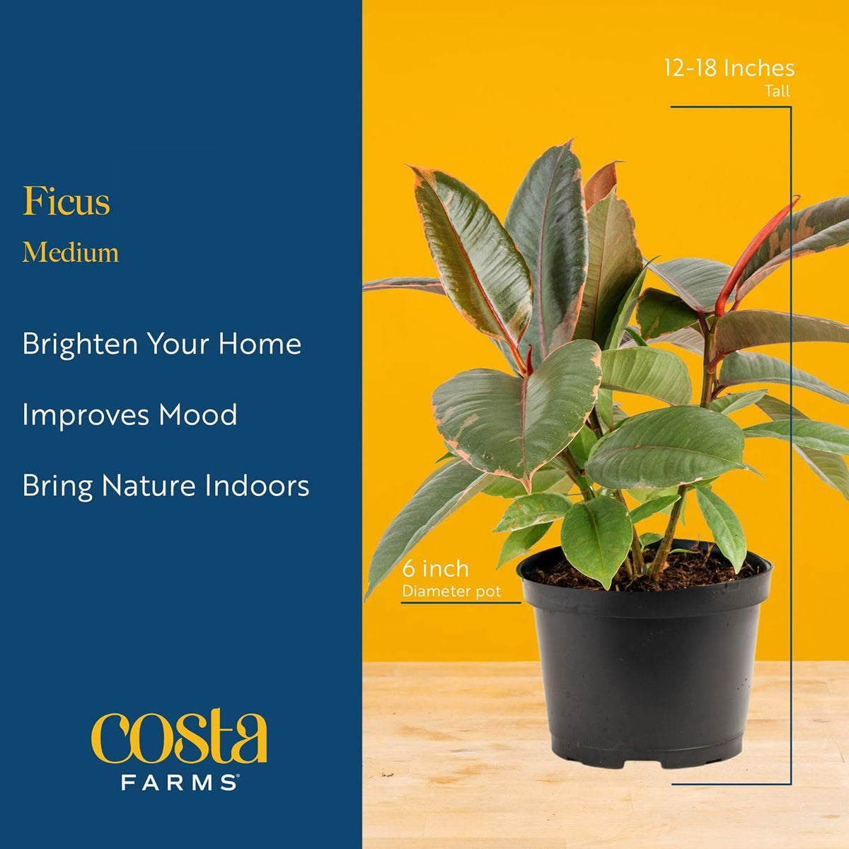 Costa Farms Ficus Live Plants (Pack of 6), Easy to Grow Live Indoor Houseplants, Grower's Choice