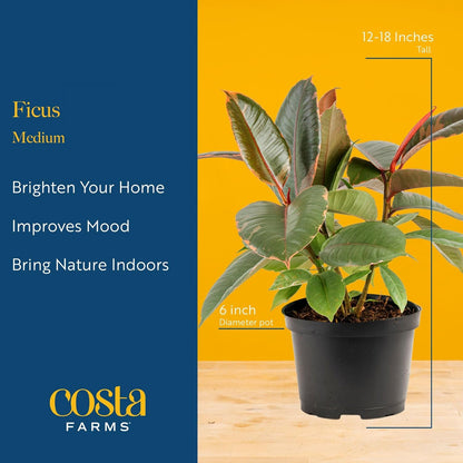 Costa Farms Ficus Live Plants (Pack of 6), Easy to Grow Live Indoor Houseplants, Grower's Choice