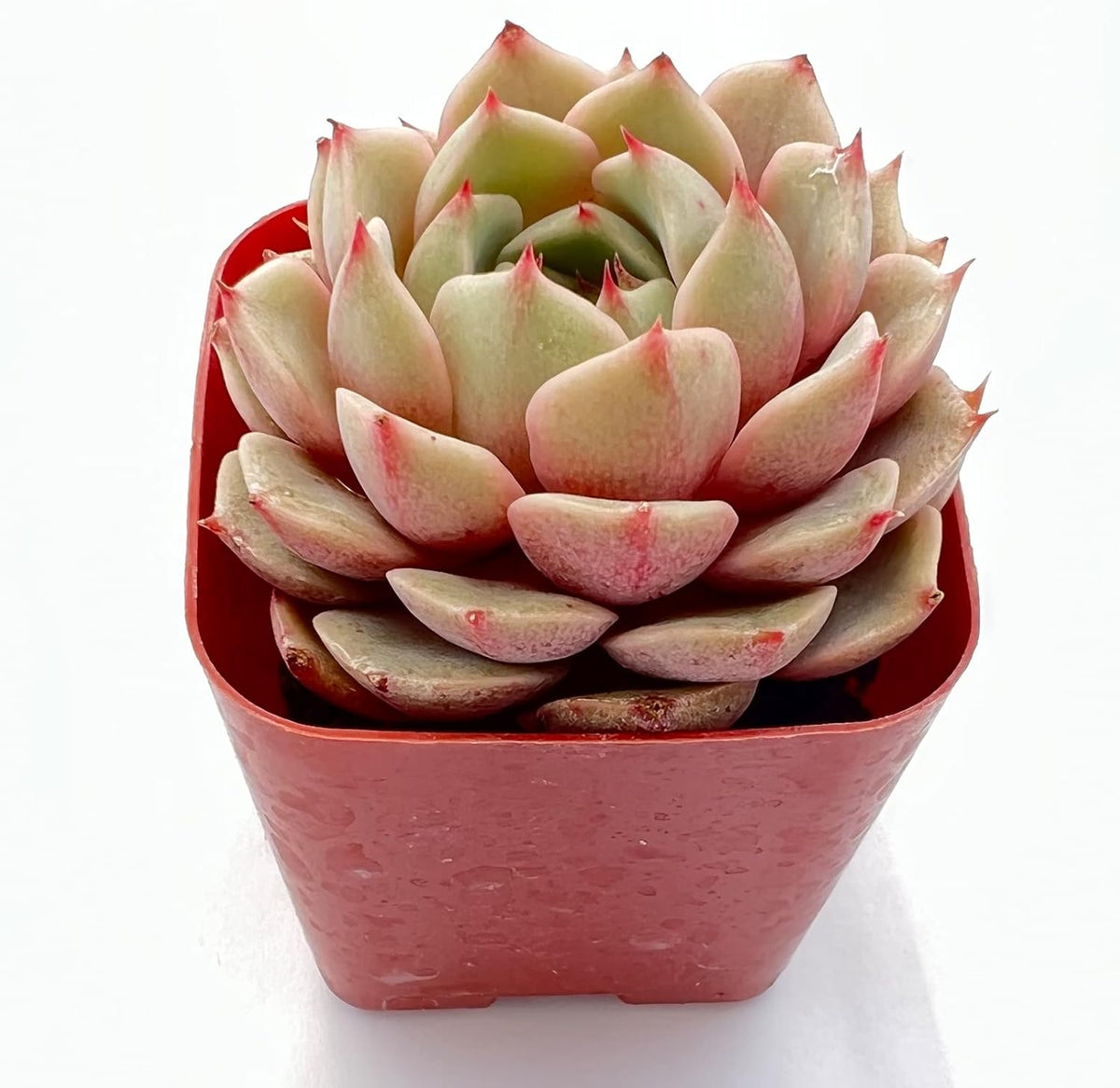 Sprout N Green Echeveria Ben Badis, 1 Live Mini Succulent Plant Fully Rooted in 2 inch Starter Pot