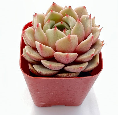 Sprout N Green Echeveria Ben Badis, 1 Live Mini Succulent Plant Fully Rooted in 2 inch Starter Pot