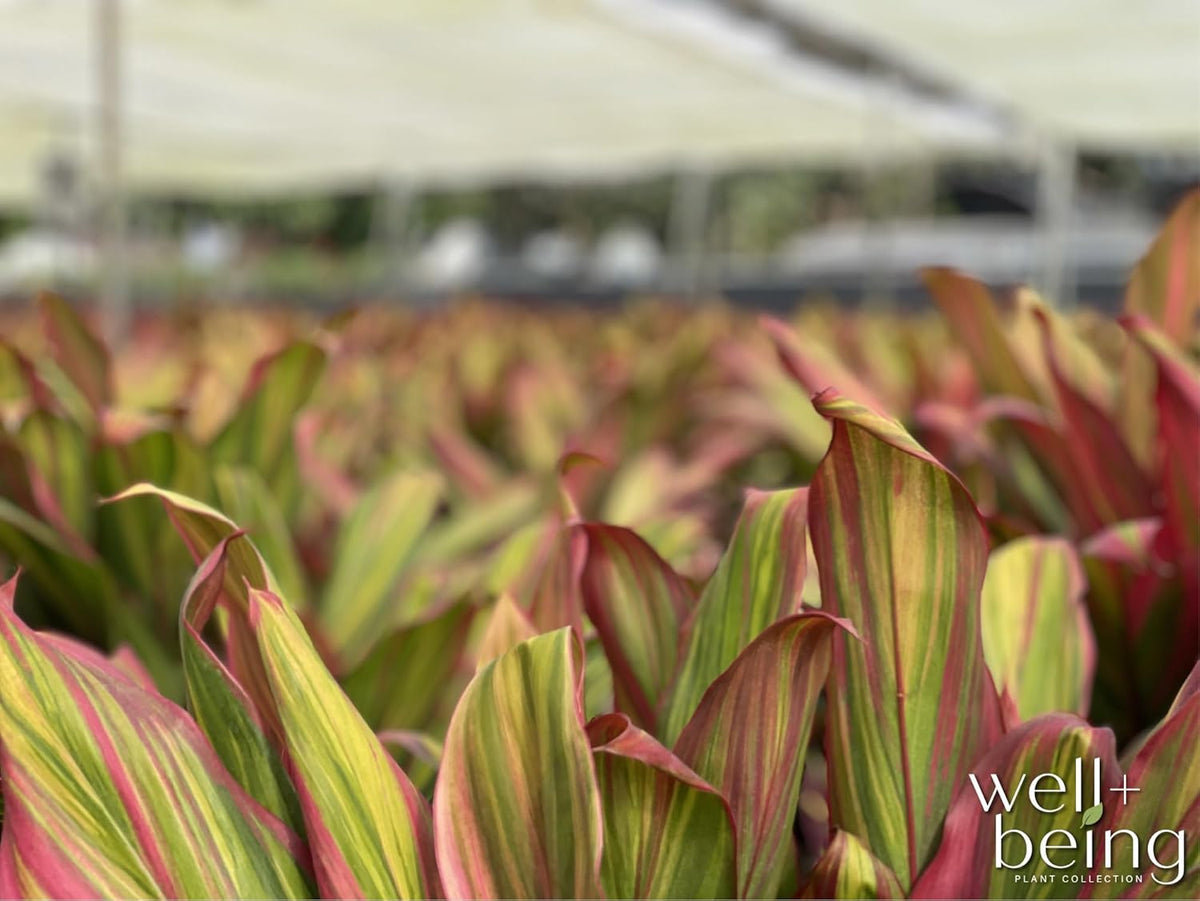 Nature's Way Farms Cordyline Harlequin Live Plant 25-30 in. Tall in Grower Pot