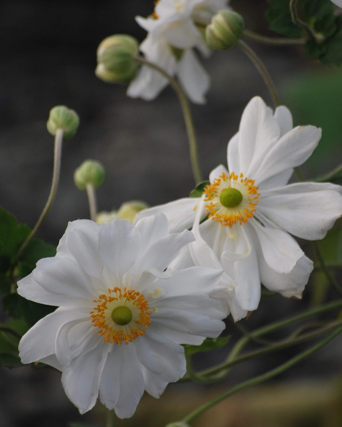Perennial Farm Anemone x Hybrida 'Whirlwind' – Live Windflower in #1 Container, Semi-Double White
