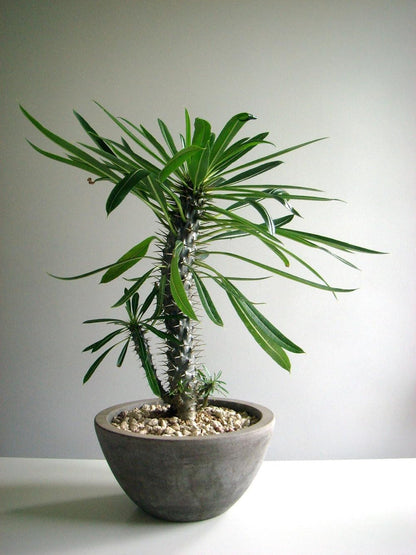 Premium Madagascar Palm Plant Soil Mix by Gardenera - Stimulate Growth and Elevate Natural Beauty
