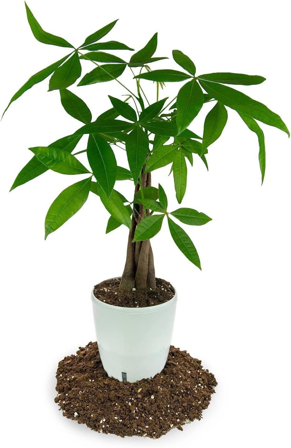 GARDENERA Money Tree Potting Soil - 10 Quart - Soil Mix for Planting or Repotting Guiana Chestnut