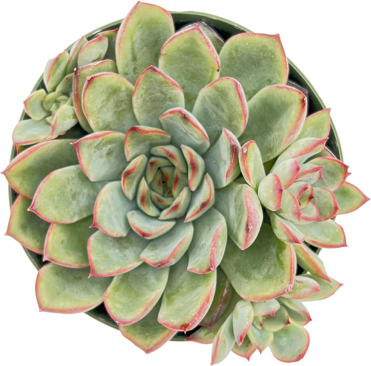 Live Succulent Plants Echeveria 'Pulidonis', Easy Care Potted Succulents, Approx 4" D x 4" H
