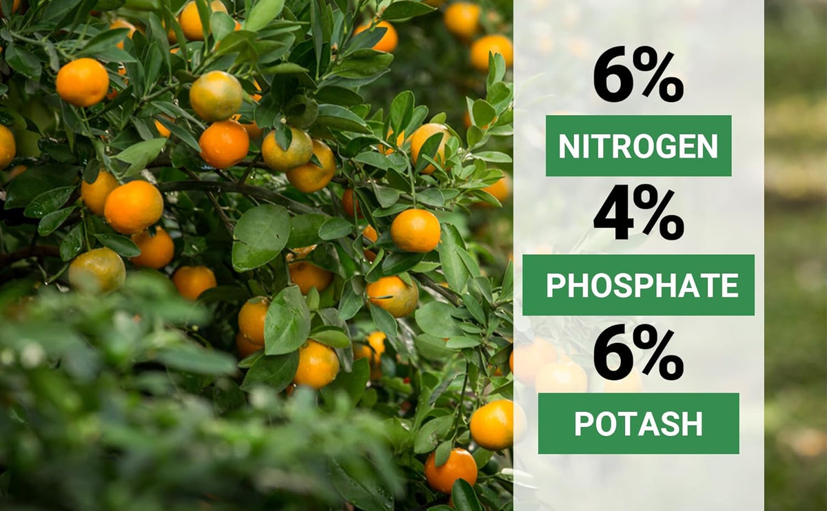 6-4-6 Avocado and Citrus Tree Professional Fertilizer Plant Food for Outdoor/Indoor Gardening;