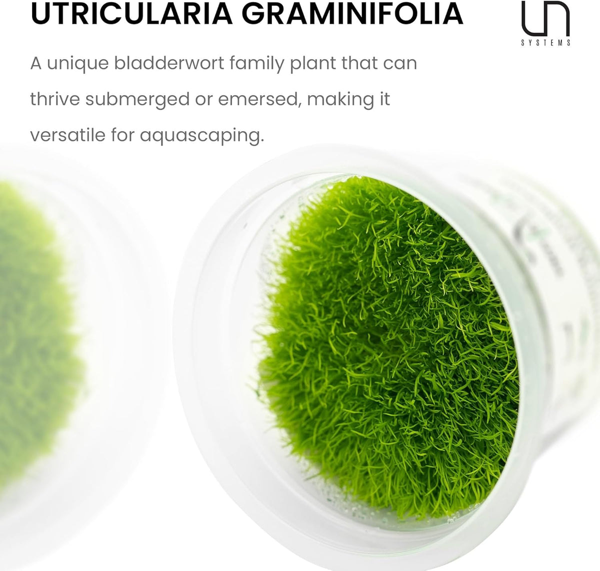 UNS Snail Free TC Utricularia Graminifolia (UG) - Medium to High Light, Bright Green Accent Aquatic