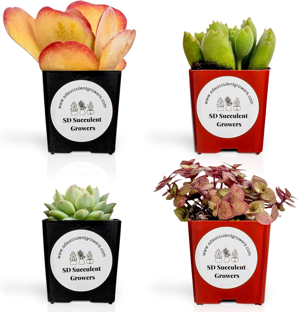 Live Succulents Plants Mystery Pack - Variety of Well Rooted Plants in 2 Inch Pots - Real, Small