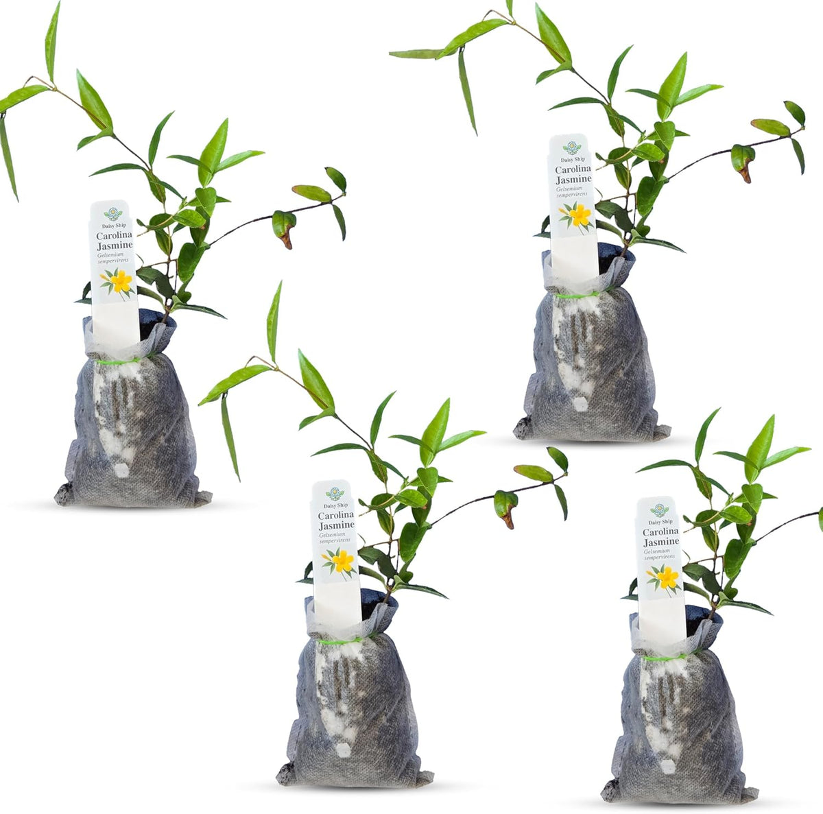 Carolina Jasmine Plant, Live Evergreen Vine, Fragrant Yellow Blooms, Fast Growing Climber for