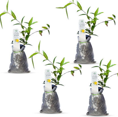 Carolina Jasmine Plant, Live Evergreen Vine, Fragrant Yellow Blooms, Fast Growing Climber for