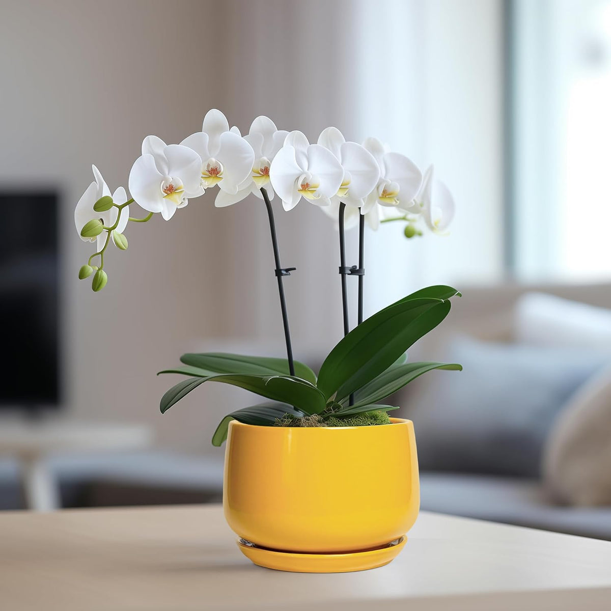 G EPGardening Ceramic Plant Pot - 6 Inch Ceramic Planter with Drainage Hole and Tray, Modern Round