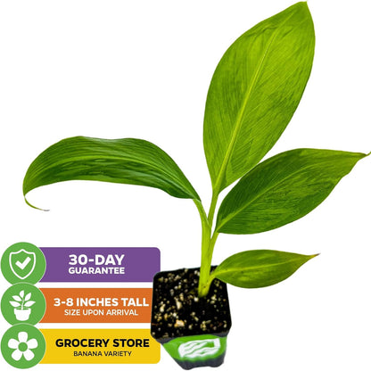 Dwarf Cavendish Banana Plant Live Tree - Musa by Wellspring Gardens – Starter Plant for Indoor and