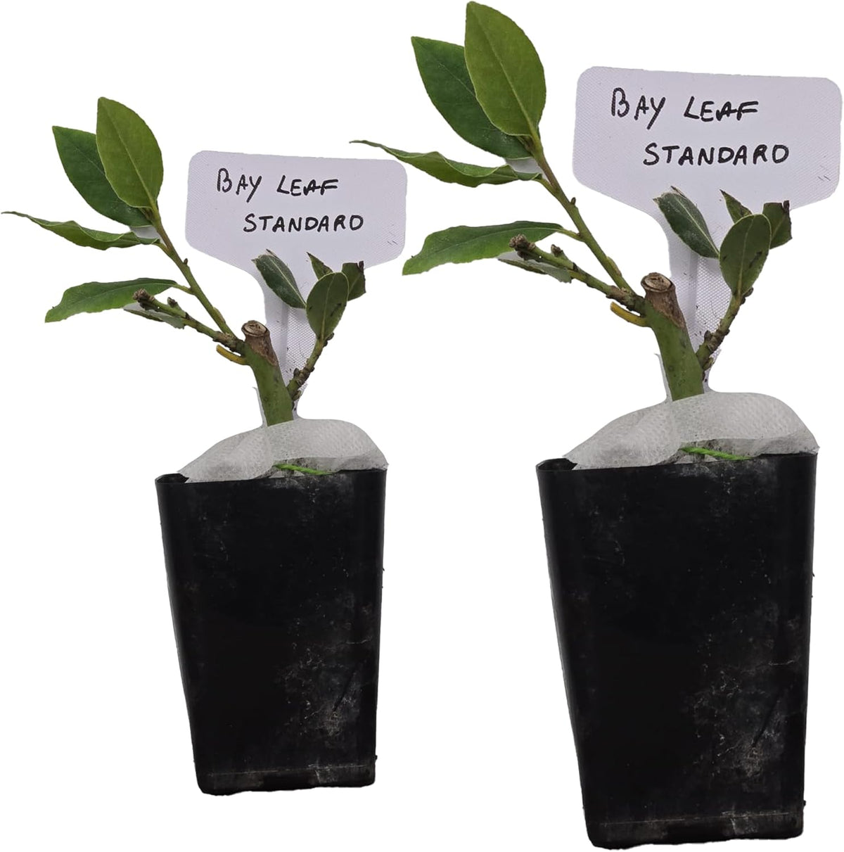 Mediterranean Bay Leaf, Bay Laurel Live Plant. Standard Variety - Laurus Nobilis. Live Plant.