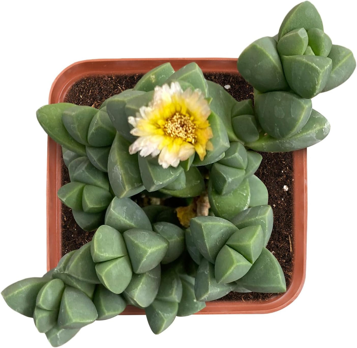 2" Live Succulent 'Corpuscularia lehmannii', Rare Succulent Plants Fully Rooted in Pots, Unique