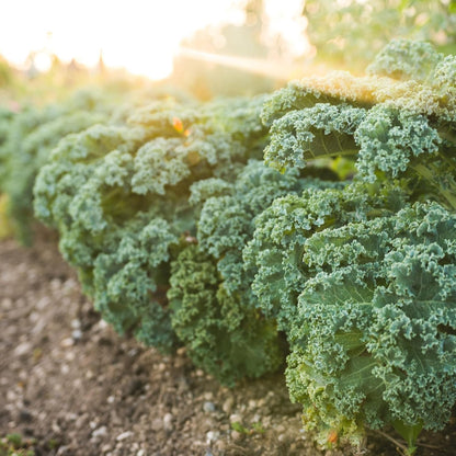 Dwarf Siberian Kale Seeds for Planting – Plant & Grow Heirloom Non-GMO Dwarf Siberian Kale in Home