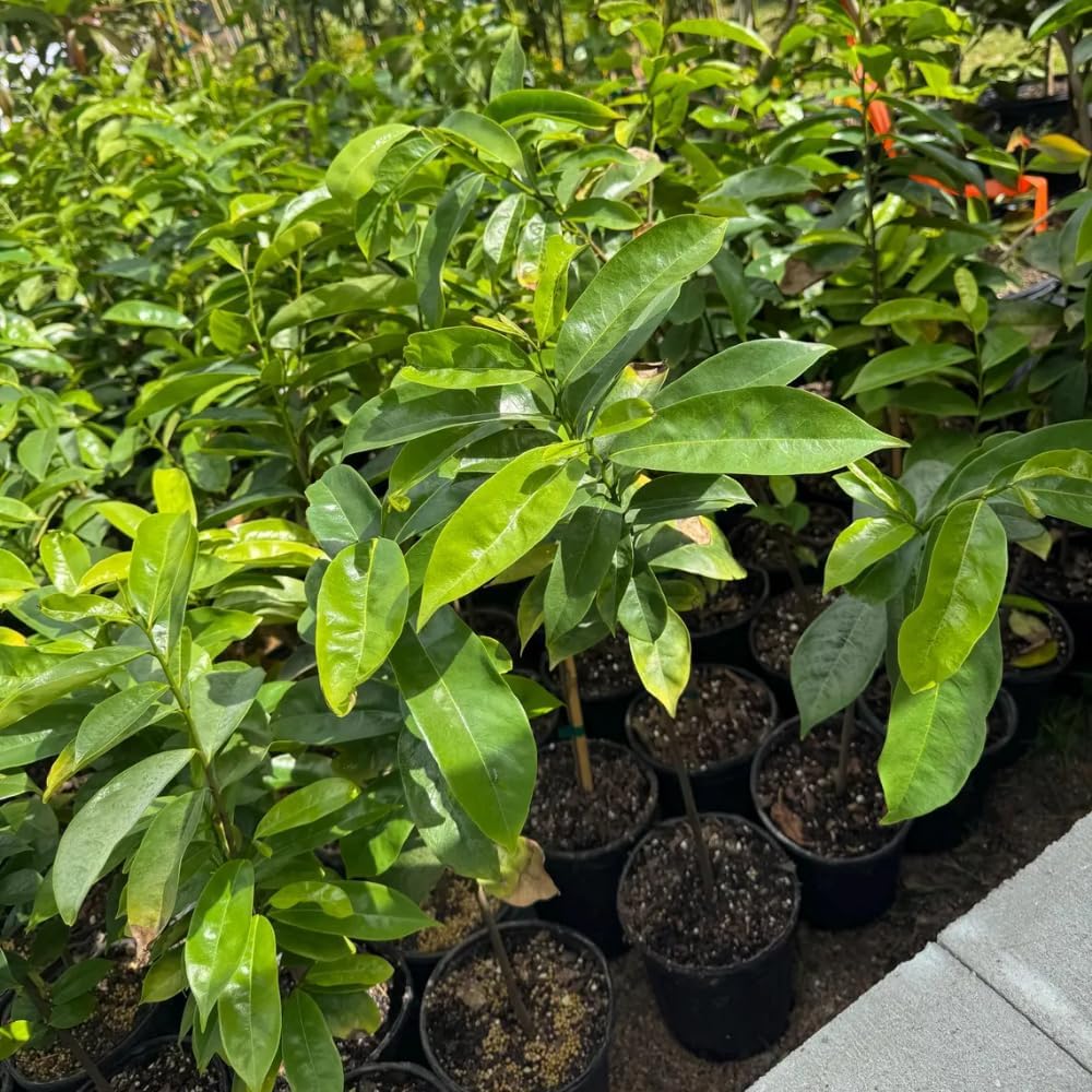 Soursop Tree, 3 Ft Tall Grafted Soursop Tree Live Plant in 3 Gallon Pot, Tropical Guanabana Trees