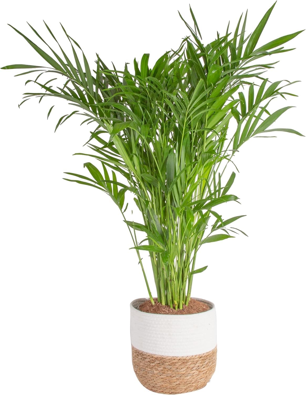 Costa Farms Cat Palm, Live Indoor Houseplant in Décor Planter, Tree-Like Floor House Plant Potted