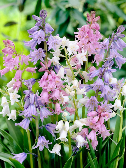 Spanish Bluebell Mixture - Perennial Spanish Bluebells (Wood Hyacinth) Bulbs for Planting | Spring