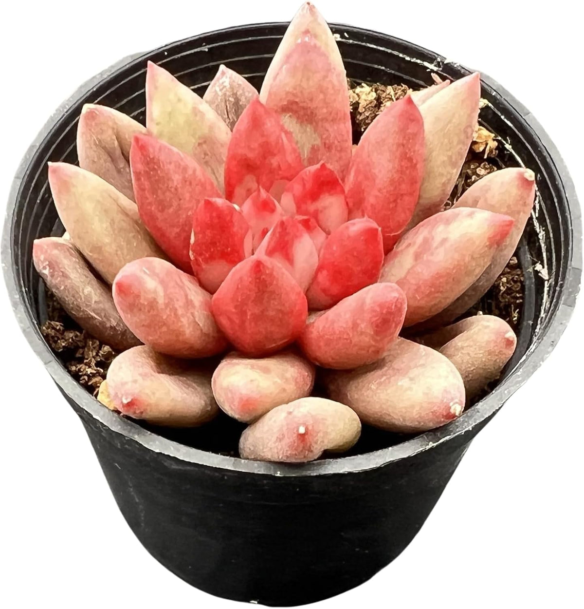 Sprout N Green Echeveria Goldfish, Rare Live Succulent Plant Fully Rooted in 2" Planter with Soil