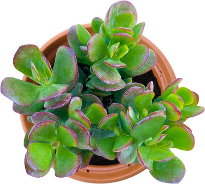 Live Succulents Dwarf Jade (4-inch), Succulent Plants Fully Rooted in Pots with Soil, Easy-Care