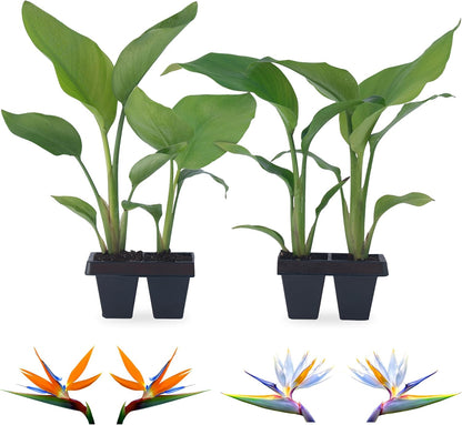 Bird of Paradise Plants Live (4-Pack), Strelitzia Plants with Perennial Orange (2) and White (2)