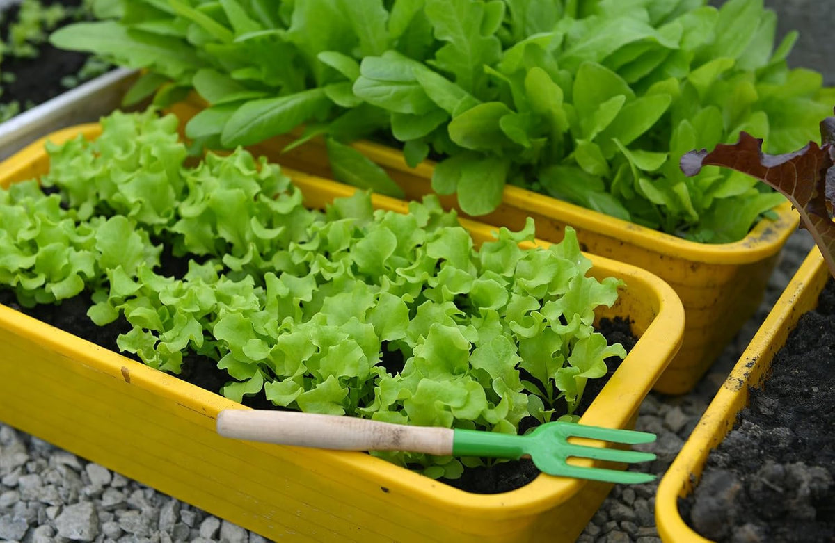 Gardenera Premium Potting Soil Blend for Lettuce Iceberg - The Ultimate Mix for Healthy, Vibrant