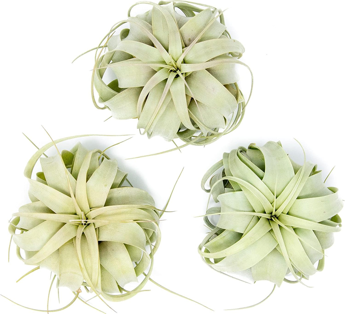 3 Pack Large Xerographica Air Plants 5 to 7 Inch Wide-Air Plants Live Tillandsia Succulent House