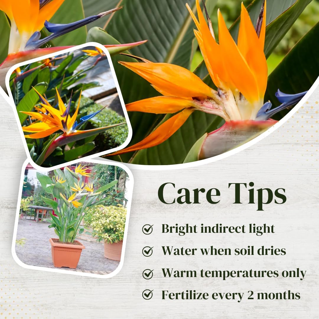 Bird of Paradise Plants Live (4-Pack), Strelitzia Plants with Perennial Orange Flowers