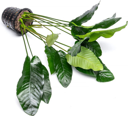 SubstrateSource Anubias Live Aquarium Plants - Potted Freshwater Plant for Fish Tanks, Terrariums
