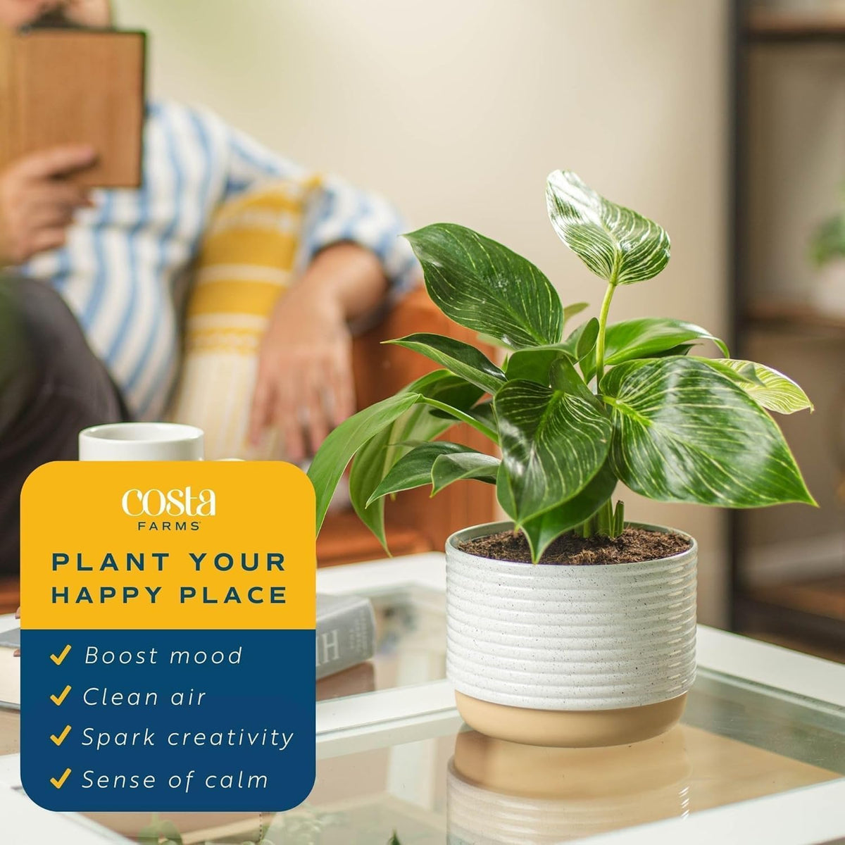 Costa Farms Philodendron Birkin Live Plant in Decorative Pot, Air Purifying Indoor Houseplant