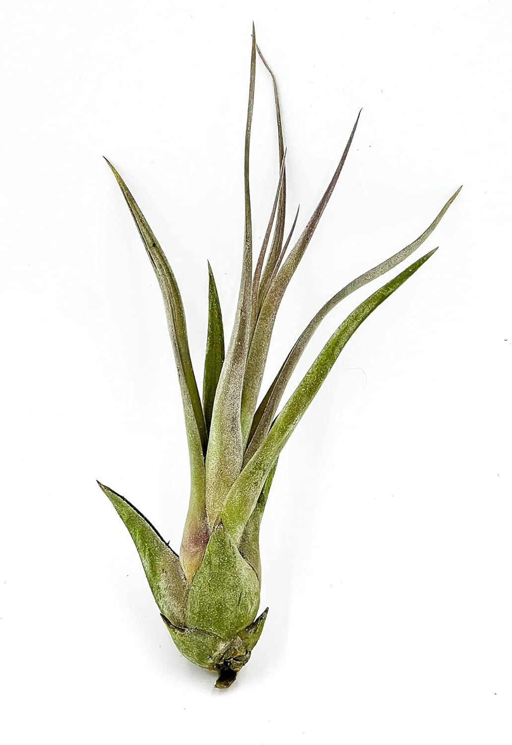 ragnaroc Live Air Plant – Tillandsia Capiput, Jumbo 6-9” - 2 ct - Live Arrival Guaranteed - House