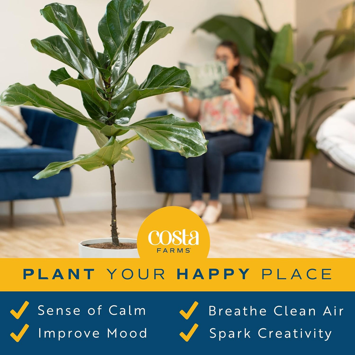 Costa Farms Fiddle Leaf Fig Tree, Ficus Lyrata, Live Indoor Plant Potted in Indoor Garden Plant