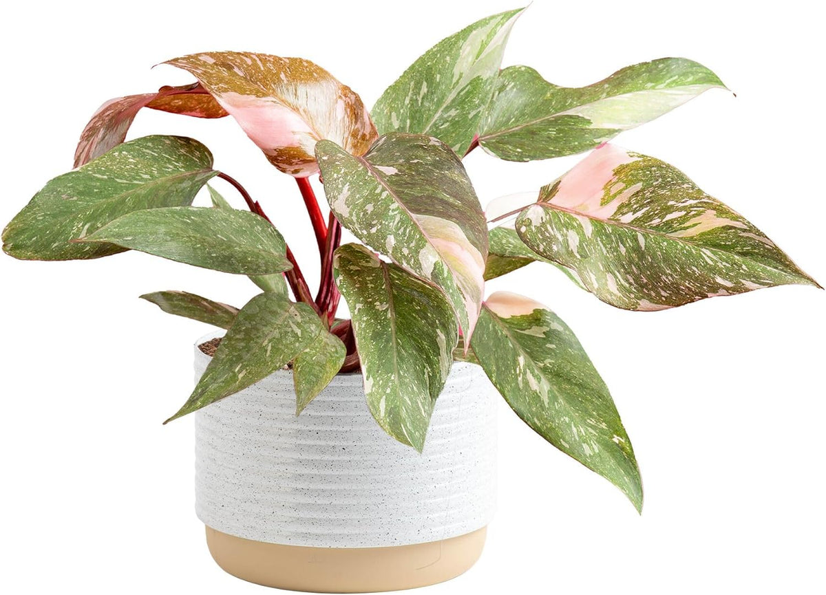 Costa Farms Pink Princess Philodendron, Live Indoor Plant, Rare Unique Houseplant Potted in Indoors