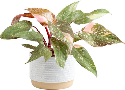 Costa Farms Pink Princess Philodendron, Live Indoor Plant, Rare Unique Houseplant Potted in Indoors
