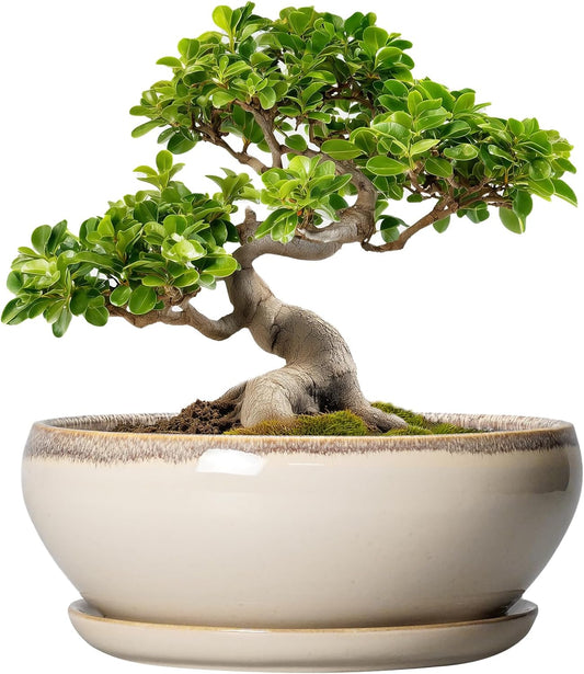 SQOWL Bonsai Tree Pots - 10 Inch Ceramic Succulent Pots, Round Shallow Planter with Drainage Hole