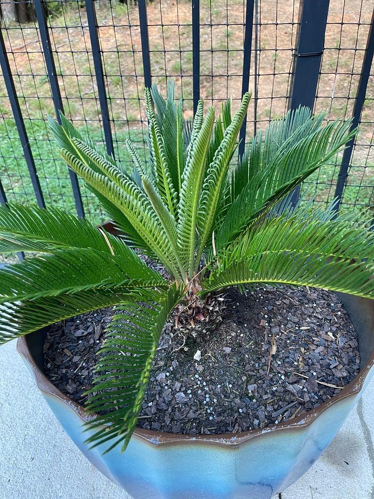 Gardenera SOGO Palm Potting Mix - Unlock Robust Growth and Striking Form with Our High-Performance