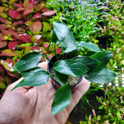 SubstrateSource Anubias Live Aquarium Plants - Potted Freshwater Plant for Fish Tanks, Terrariums