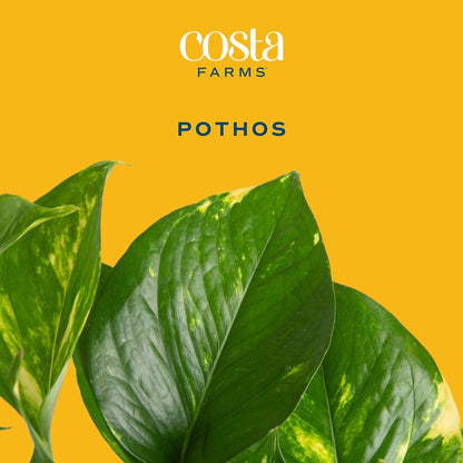 Costa Farms Golden Pothos Live Plant, Devil's Ivy in Hanging Basket Pot, Easy to Maintain, Large